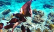 Pearl Island Coral Reef